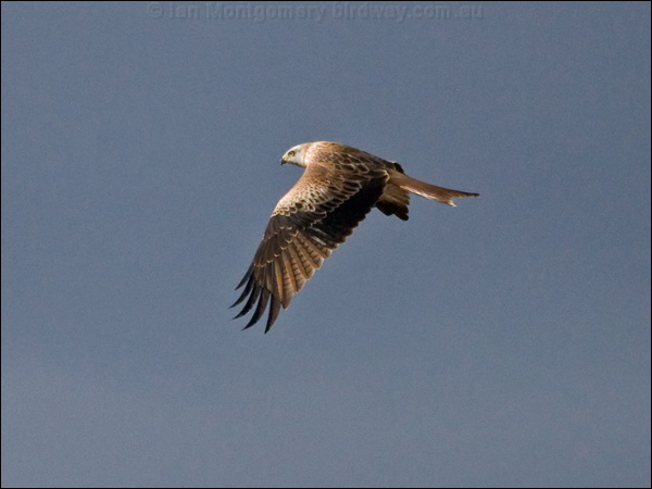 Red Kite red_kite_162264.psd