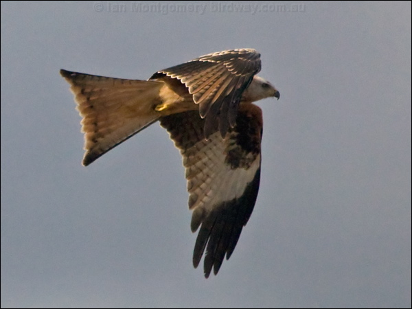 Red Kite red_kite_162268.psd