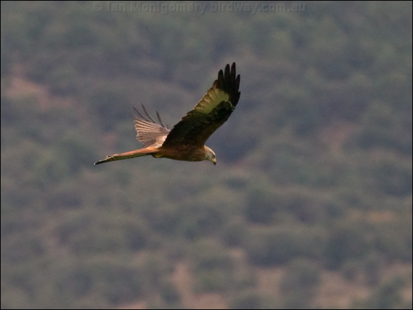 Red Kite red_kite_162423.psd