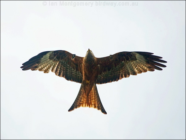 Red Kite red_kite_169562.psd