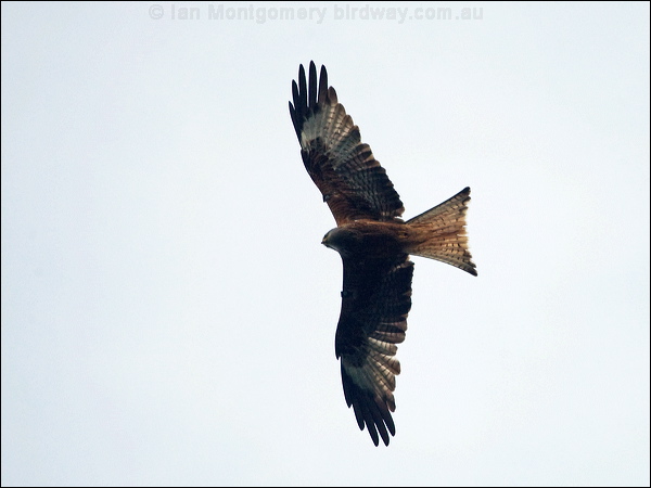 Red Kite red_kite_169576.psd