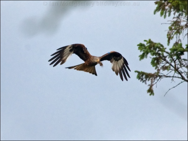 Red Kite red_kite_170232.psd