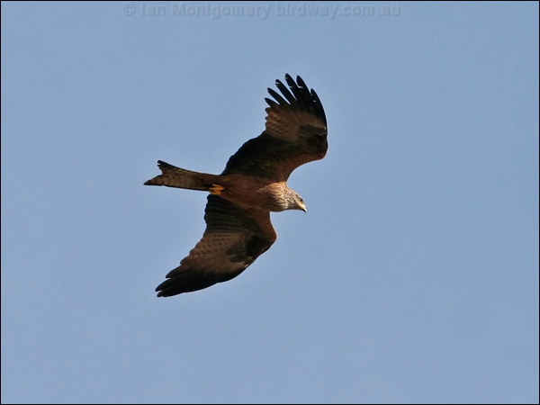 Red Kite red_kite_54192.jpg