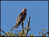 redshouldered_hawk_108105