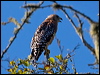 redshouldered_hawk_108115