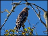 redshouldered_hawk_108120