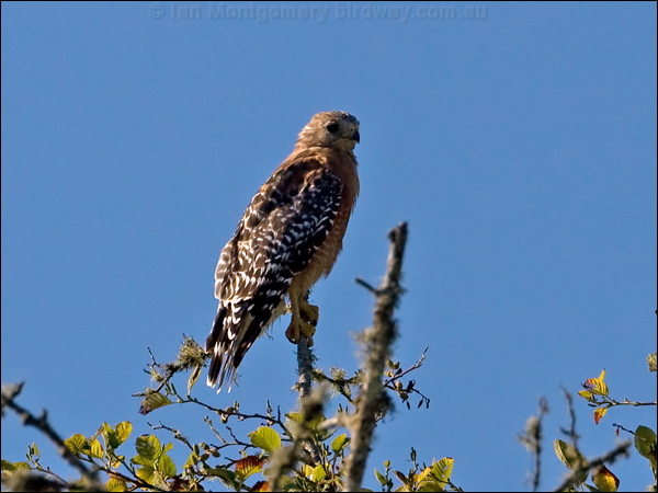Red-shouldered Hawk redshouldered_hawk_108105.psd