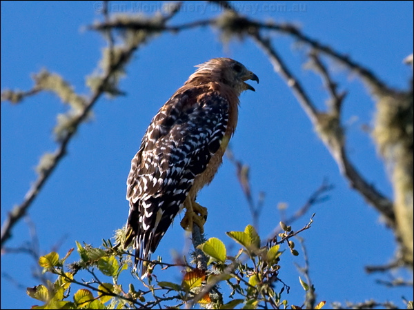 Red-shouldered Hawk redshouldered_hawk_108115.psd