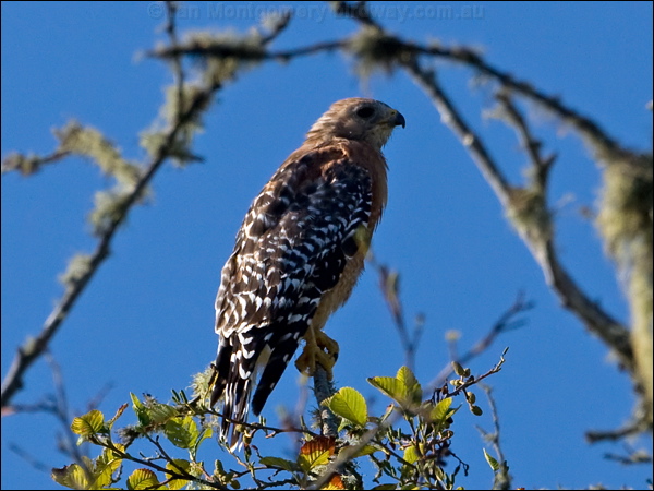 Red-shouldered Hawk redshouldered_hawk_108120.psd