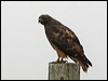 red_tailed_hawk_107919