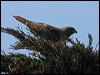 red_tailed_hawk_69316