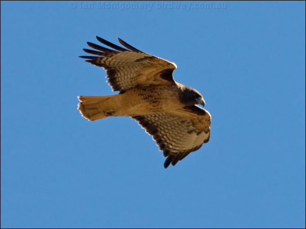 Red-tailed Hawk red_tailed_hawk_110209.psd