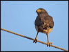 roadside_hawk_202092