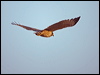 roadside_hawk_202095