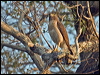 roadside_hawk_202741