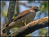 roadside_hawk_205834