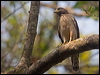 roadside_hawk_205842