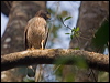 roadside_hawk_205855