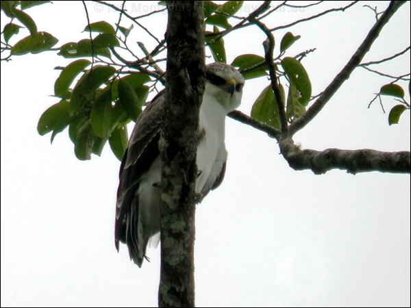 Rufous-bellied Eagle rufous_bellied_eagle_06343.psd