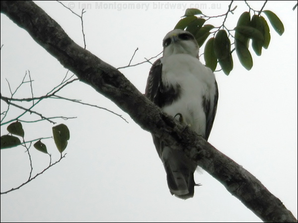 Rufous-bellied Eagle rufous_bellied_eagle_06349.psd