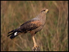 savanna_hawk_201915