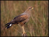 savanna_hawk_201923