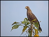 savanna_hawk_203338