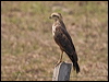 savanna_hawk_203615