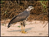 savanna_hawk_204352