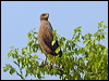 savanna_hawk_206537