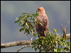 savanna_hawk_23941