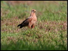 savanna_hawk_24004