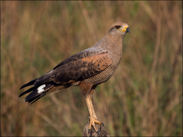 Savanna Hawk savanna_hawk_201915.psd
