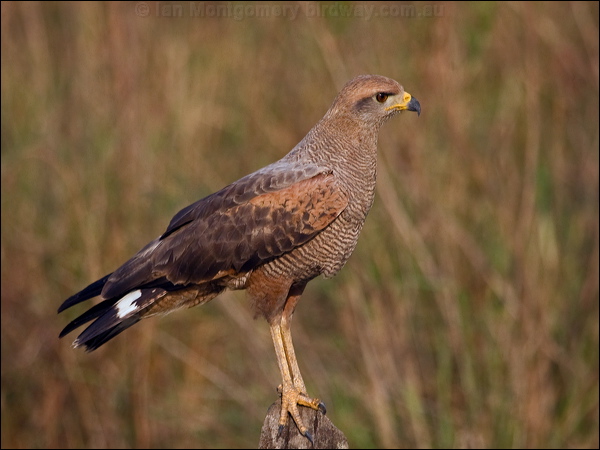 Savanna Hawk savanna_hawk_201923.psd