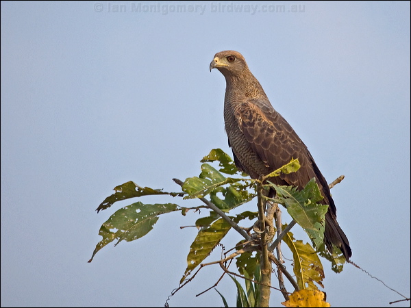 Savanna Hawk savanna_hawk_203338.psd