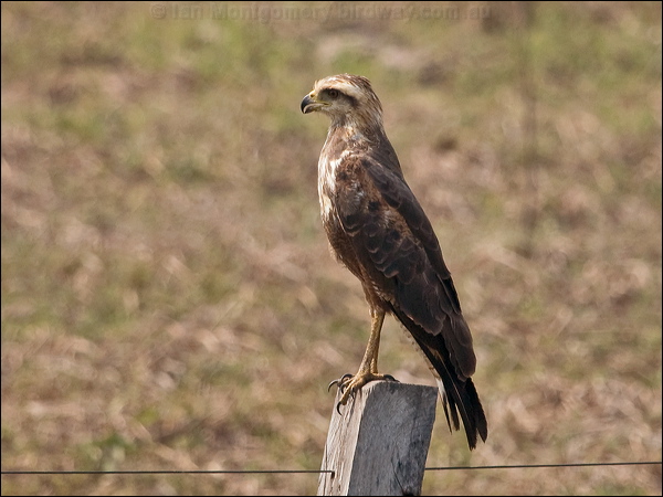 Savanna Hawk savanna_hawk_203615.psd