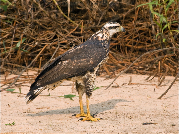 Savanna Hawk savanna_hawk_204352.psd