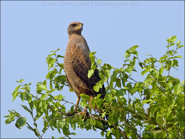 Savanna Hawk savanna_hawk_206537.psd