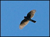 sharp_shinned_hawk_109020