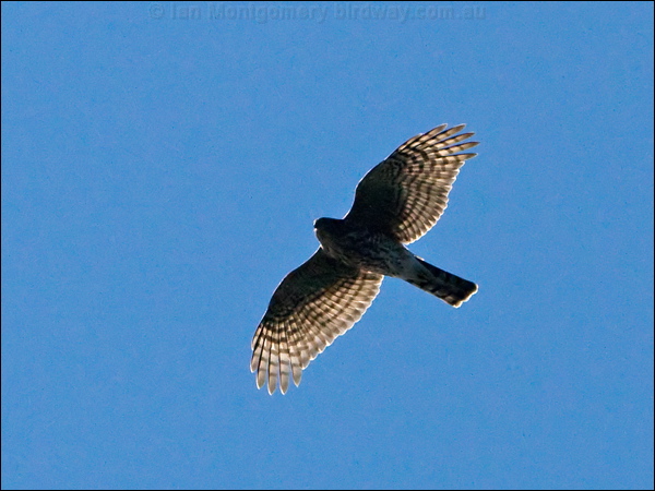 Sharp-shinned Hawk sharp_shinned_hawk_109020.psd