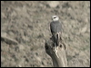 shikra_16751