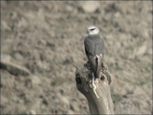 Shikra shikra_16751.jpg