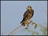 snail_kite_202041