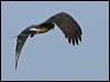 snail_kite_202042