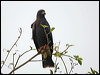 snail_kite_204641