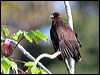 snail_kite_26443