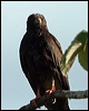snail_kite_26449