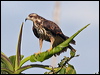 snail_kite_26452