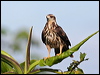 snail_kite_26456