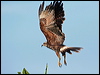 snail_kite_26458